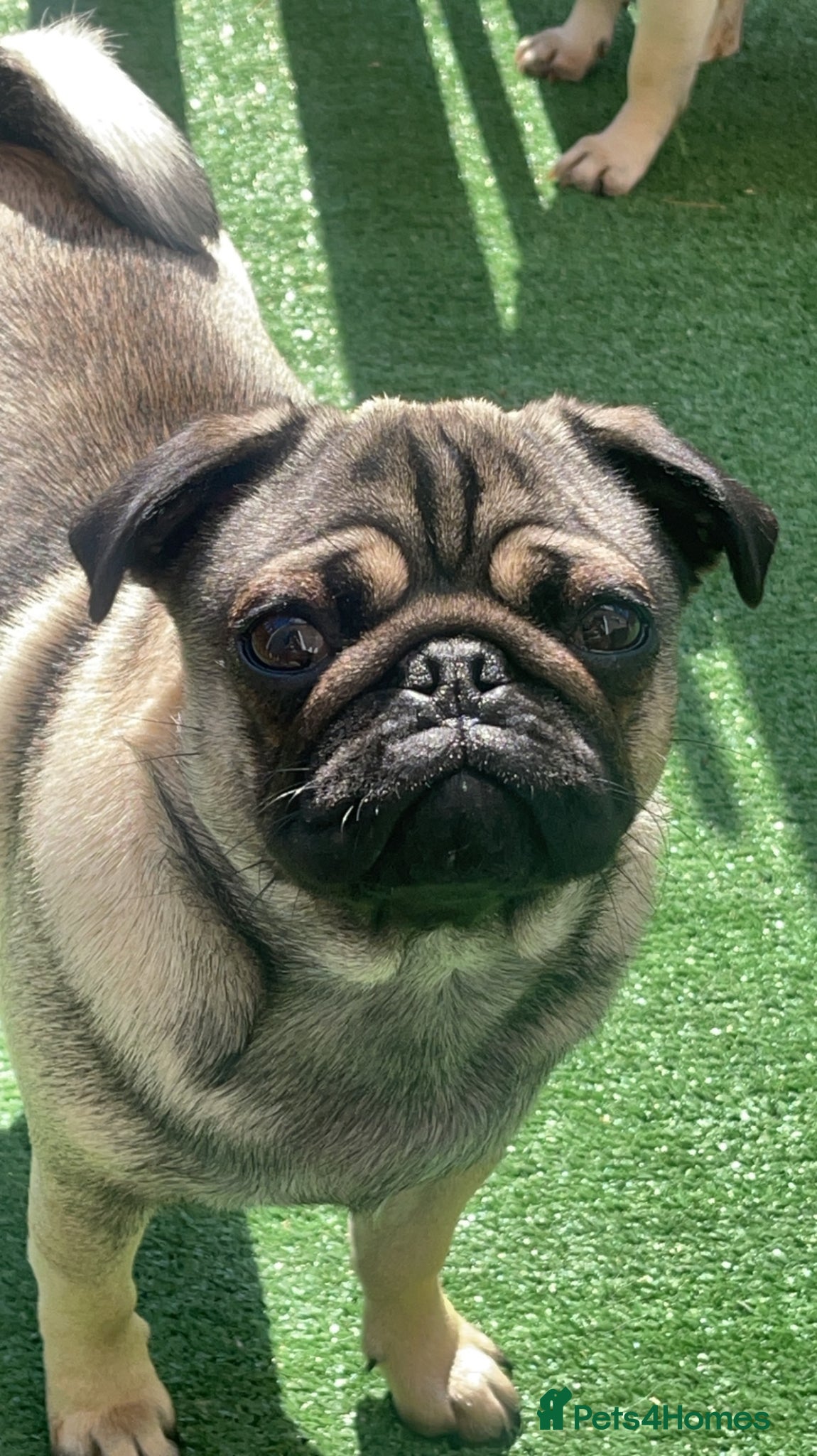Pug dogs 4 year old pug girl  - Advert 15