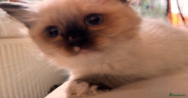 Ragdoll cats - Advert 4