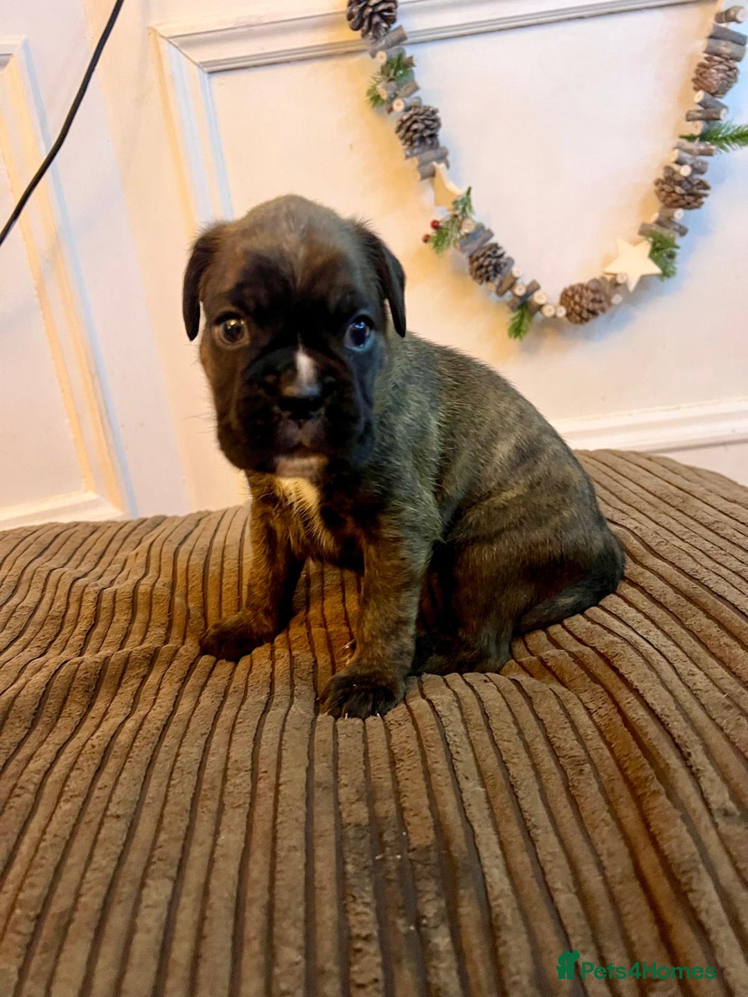 Boxer dogs for sale: Beautiful Pedigree Girls - Advert 17
