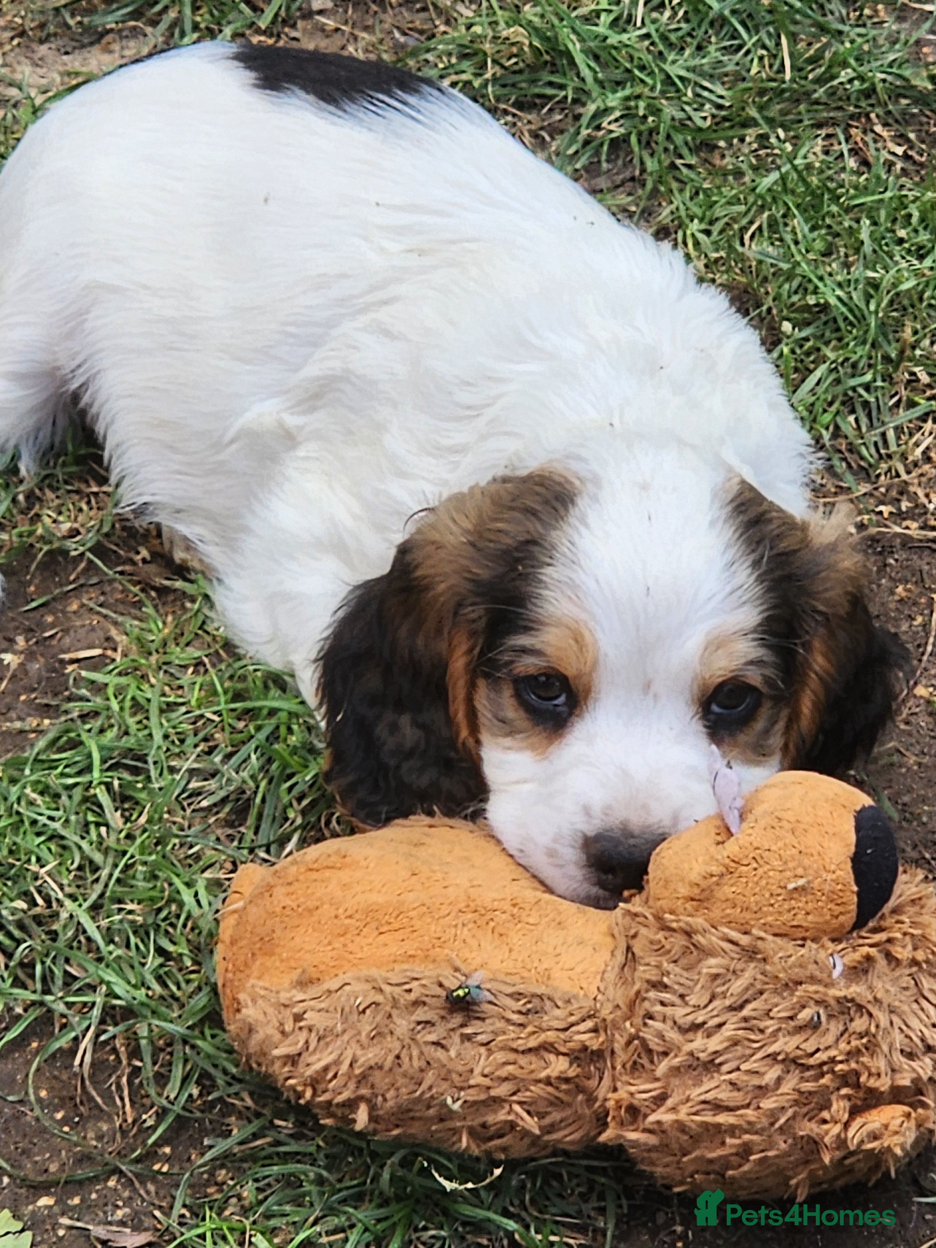 Sprocker dogs Sprocker Spaniels from Registered Breeder  - Advert 2