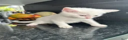 Mixed Breed cats for sale: Kittens for sale in Crawley - Advert 6