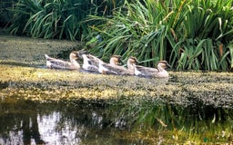 Geese poultry for sale: 2 Unrelated Pairs of Rare African Geese - Image 2