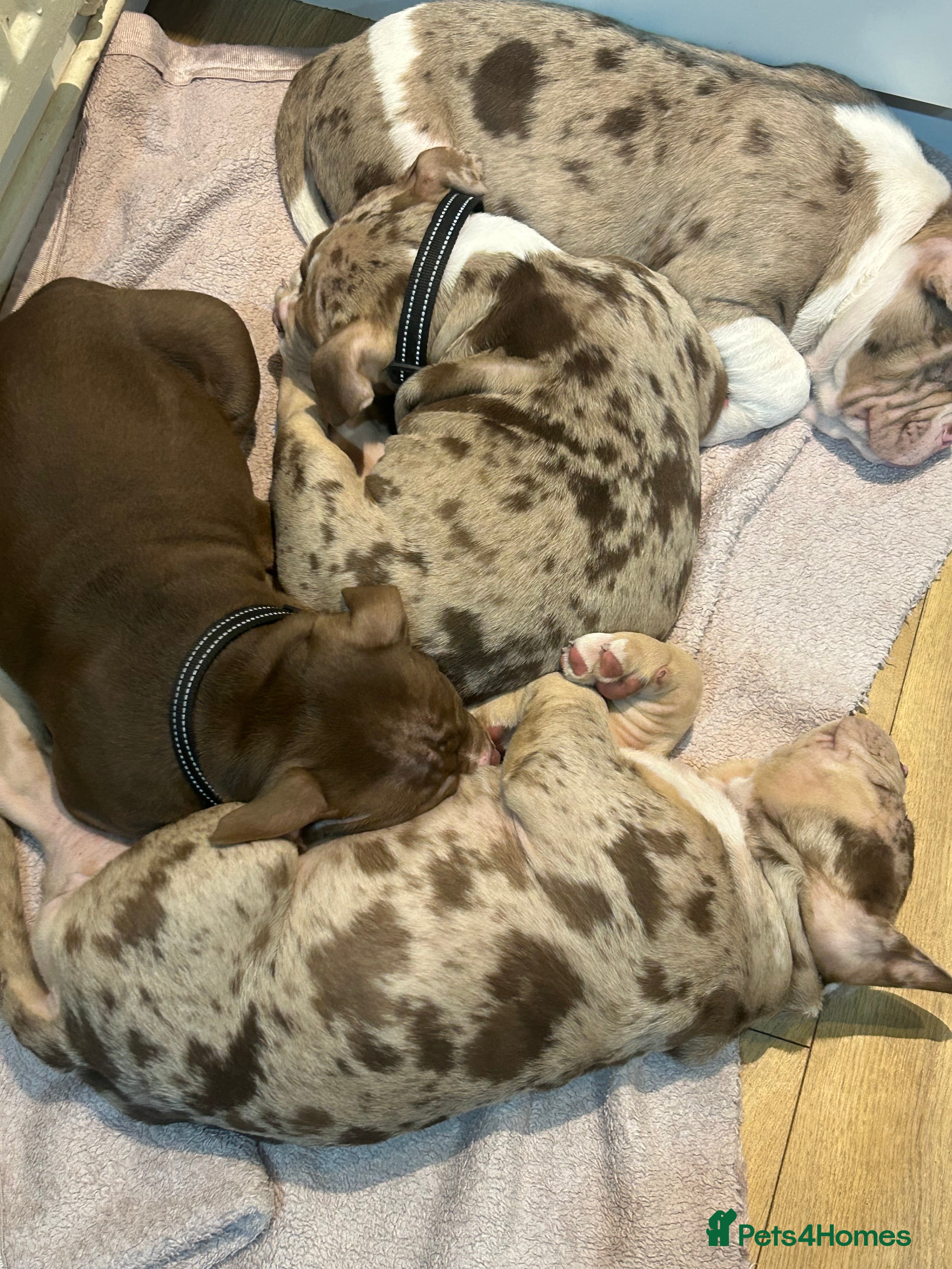 American Bully dogs 1 male and 3 female bully’s ready to go now!! - Advert 1