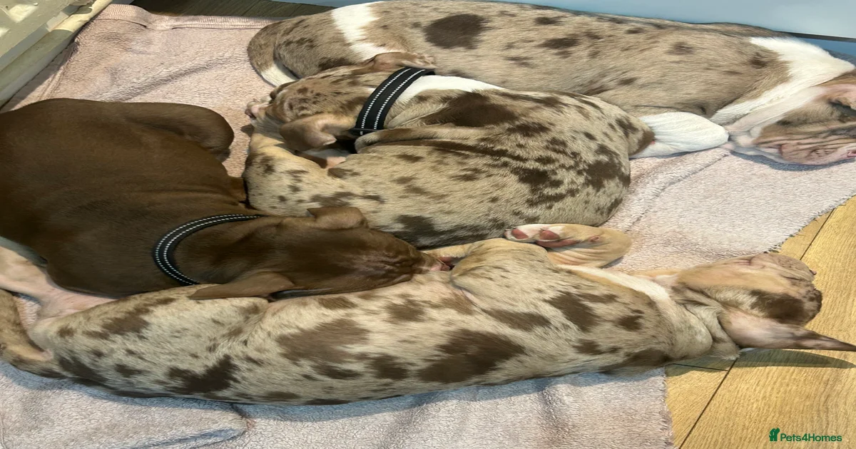 Merle and white American Bully Puppies for sale Pets4Homes
