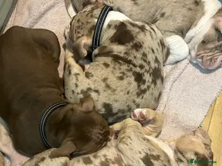 American Bully dogs 1 male and 3 female bully’s ready to go now!! - Advert 1