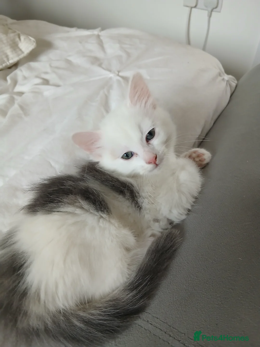 Mixed Breed cats for sale: 3 Male kittens in Doncaster - Advert 7