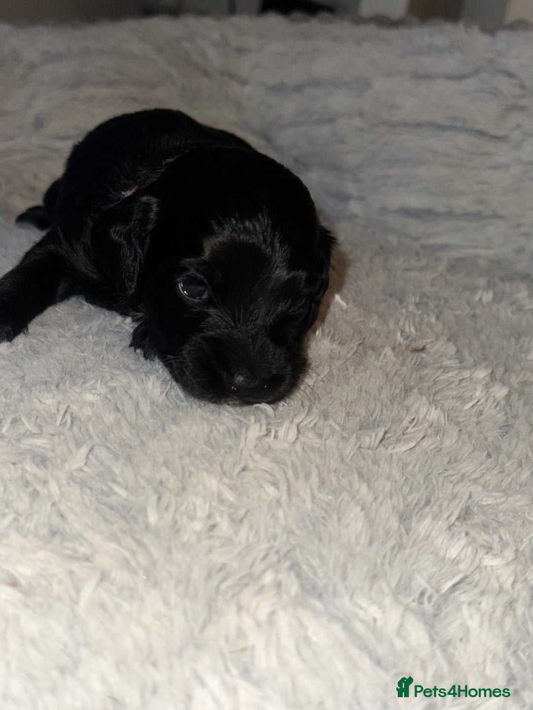 Cockapoo dogs for sale: Beautiful mixed Merle F2B Cockapoos  - Advert 12