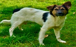 Border Collie dogs for adoption: Gwenny’s Story: One Hour From Death - Image 4