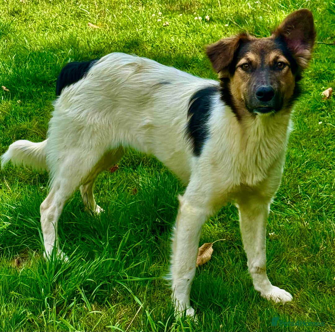 Border Collie dogs for adoption: Gwenny’s Story: One Hour From Death - Image 4