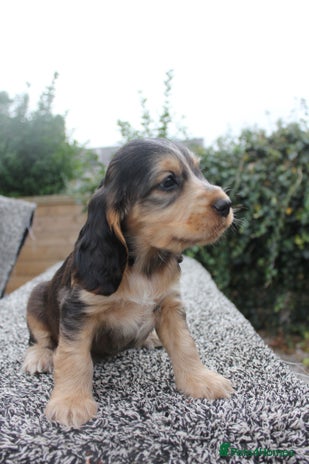Cocker Spaniel dogs - Advert 5