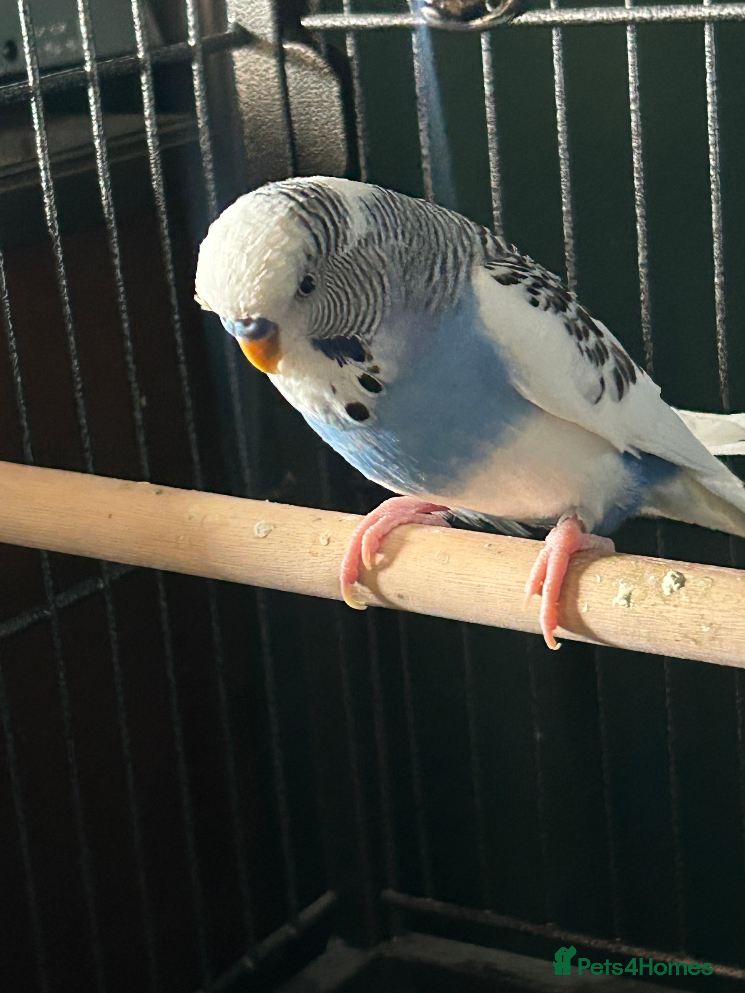 Budgerigars birds Budgies - Advert 17