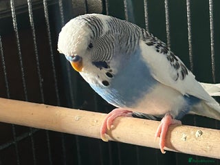 Budgerigars birds Budgies - Advert 1