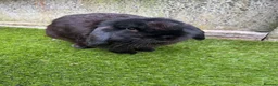 Cashmere Lop rabbits for sale: Two boy buns looking for forever home NOT BONDED - Advert 6