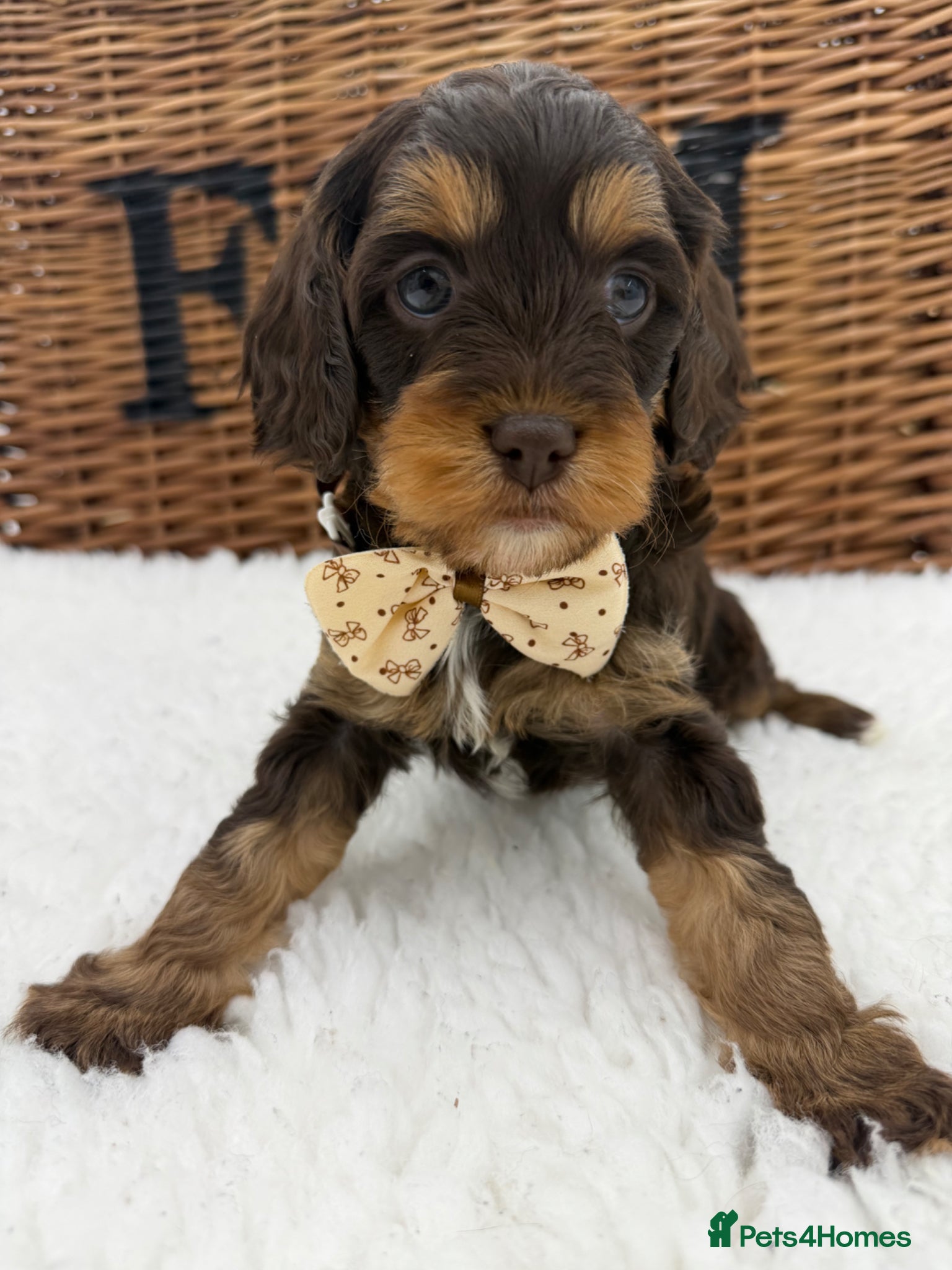 Cavapoo dogs F1 E ** tensively health tested toy cavapoos  - Advert 15