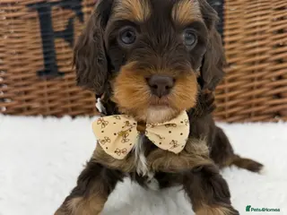 Cavapoo dogs F1 E ** tensively health tested toy cavapoos - Advert 15