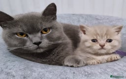 British Shorthair cats for sale: 1 year old british shorthair girl - Image 2