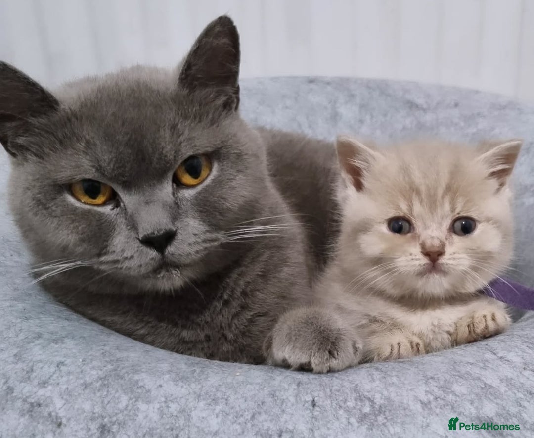 British Shorthair cats for sale: 1 year old british shorthair girl - Image 2