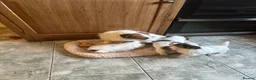 Jack Russell dogs for sale: KC Reg Jack Russell  - Advert 3