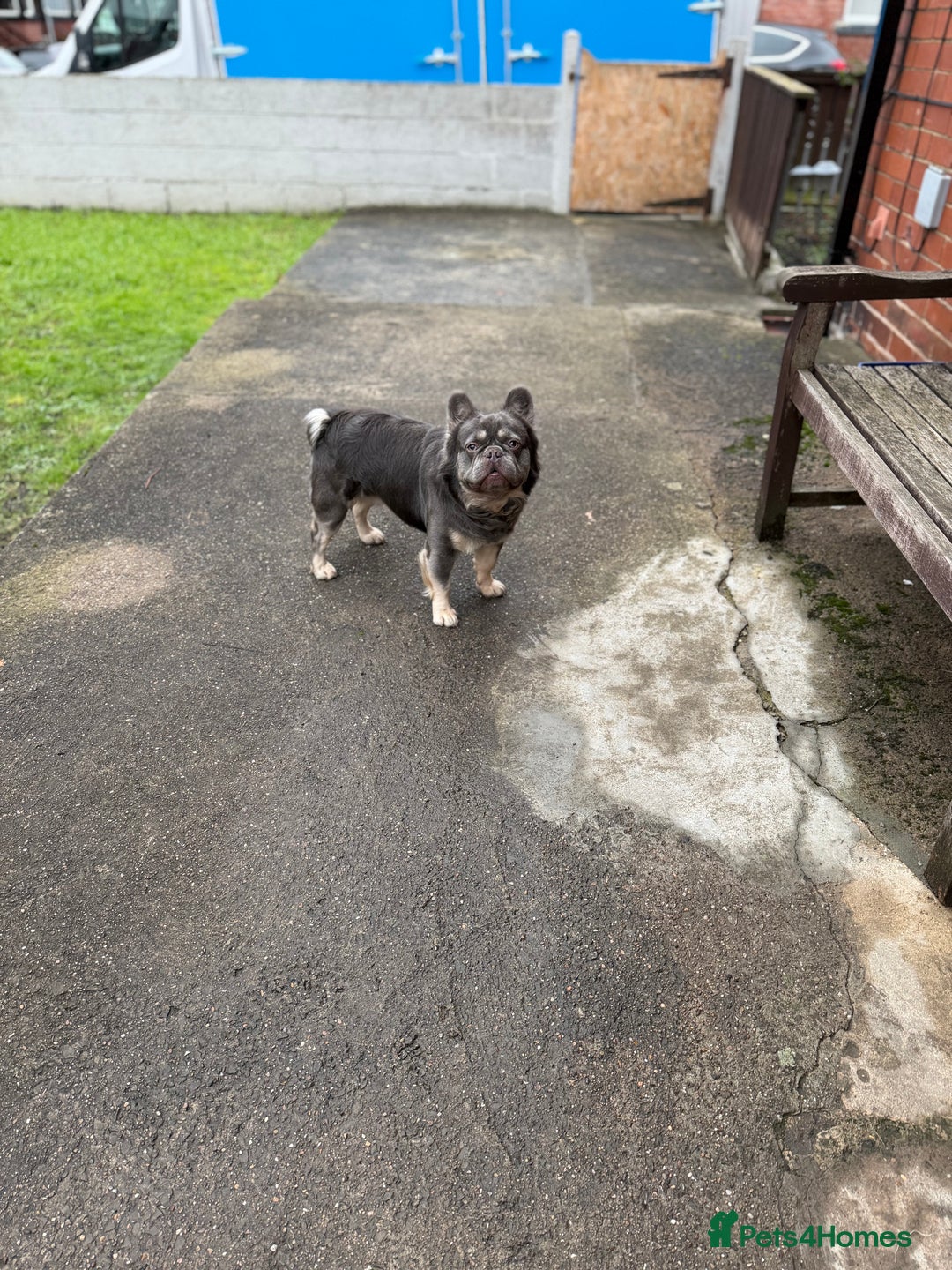 French Bulldog dogs for sale: Fluffy frenchie  - Advert 1