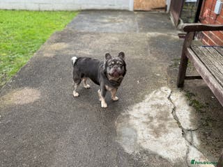 French Bulldog dogs Fluffy frenchie - Advert 14