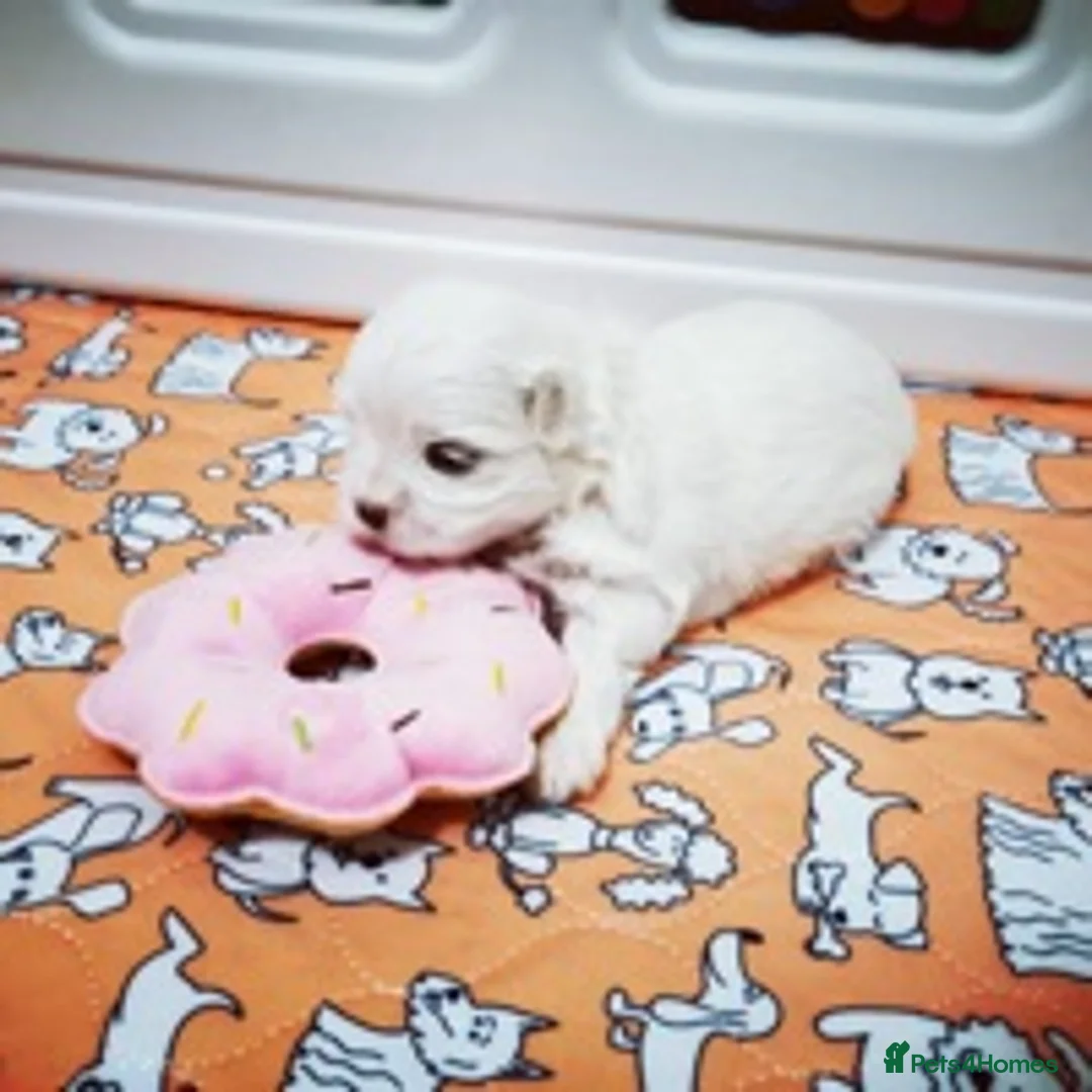 Maltese dogs for stud: STUNNING 💎DIAMOND💎 OPEN AT STUD HEALTH TESTED in Grays - Advert 3