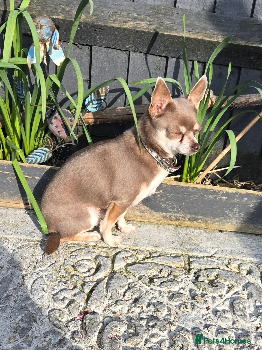 Chihuahua dogs for sale: 2 chihuahua boys - Image 2