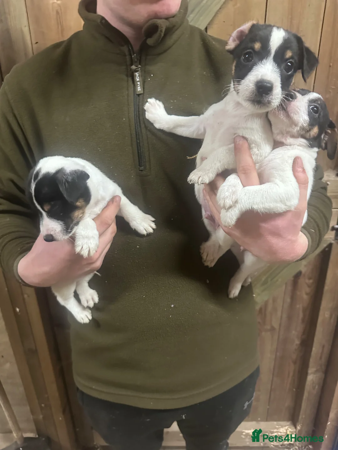 Jack Russell dogs for sale: Traditional jackrussel puppies - Advert 5