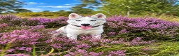 Siberian Husky dogs for sale: Siberian Huskies- Mum 4years & Daughter 10monts  - Advert 26