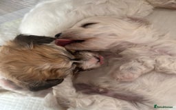 Mixed Breed dogs for sale: Bichon mix pups  - Image 9