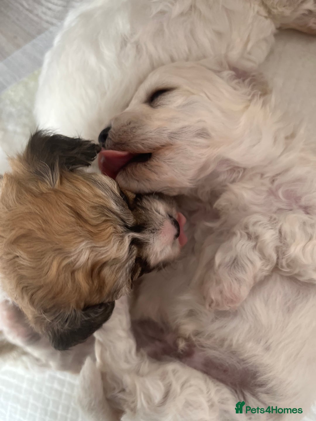Mixed Breed dogs for sale: Bichon mix pups  - Image 9