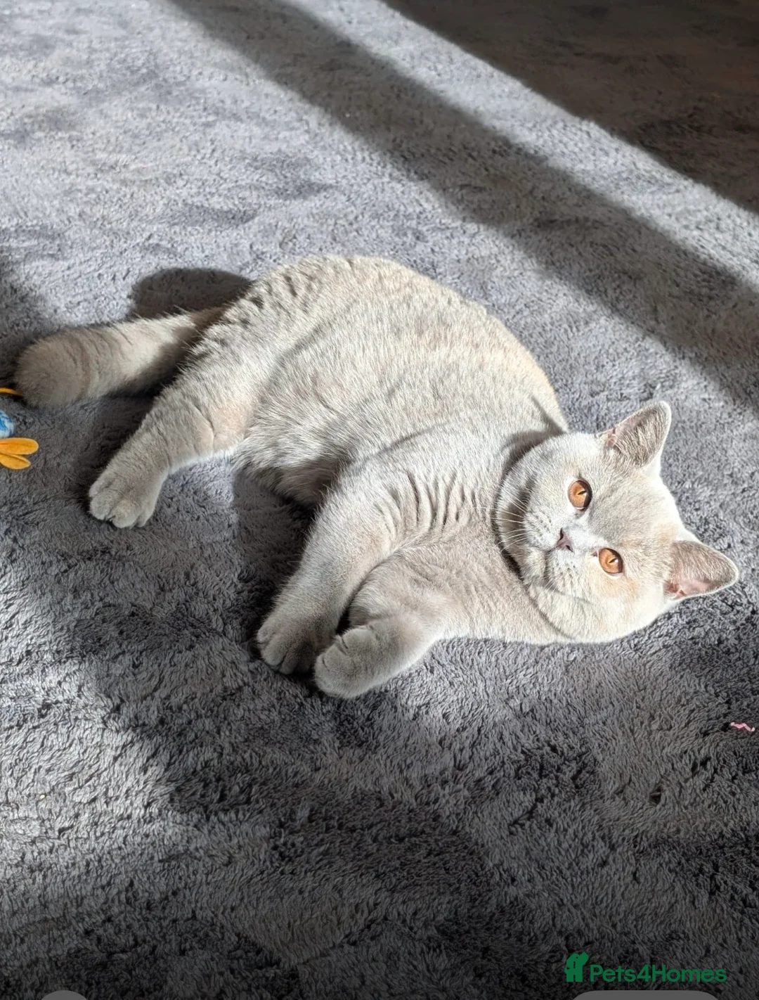 British Shorthair cats for sale: Active Gccf and Tica lilac tortie girl  - Advert 1