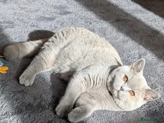 British Shorthair cats Active Gccf and Tica lilac tortie girl - Advert 8