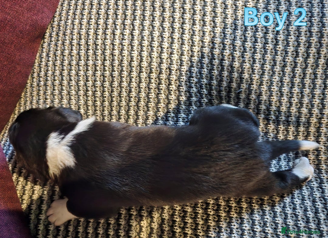 Sprollie dogs for sale: Sprollie Puppies - Image 10