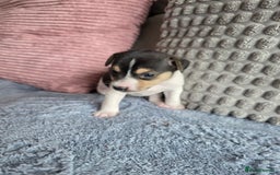 Jack Russell dogs for sale: Jack russell puppies - Image 15