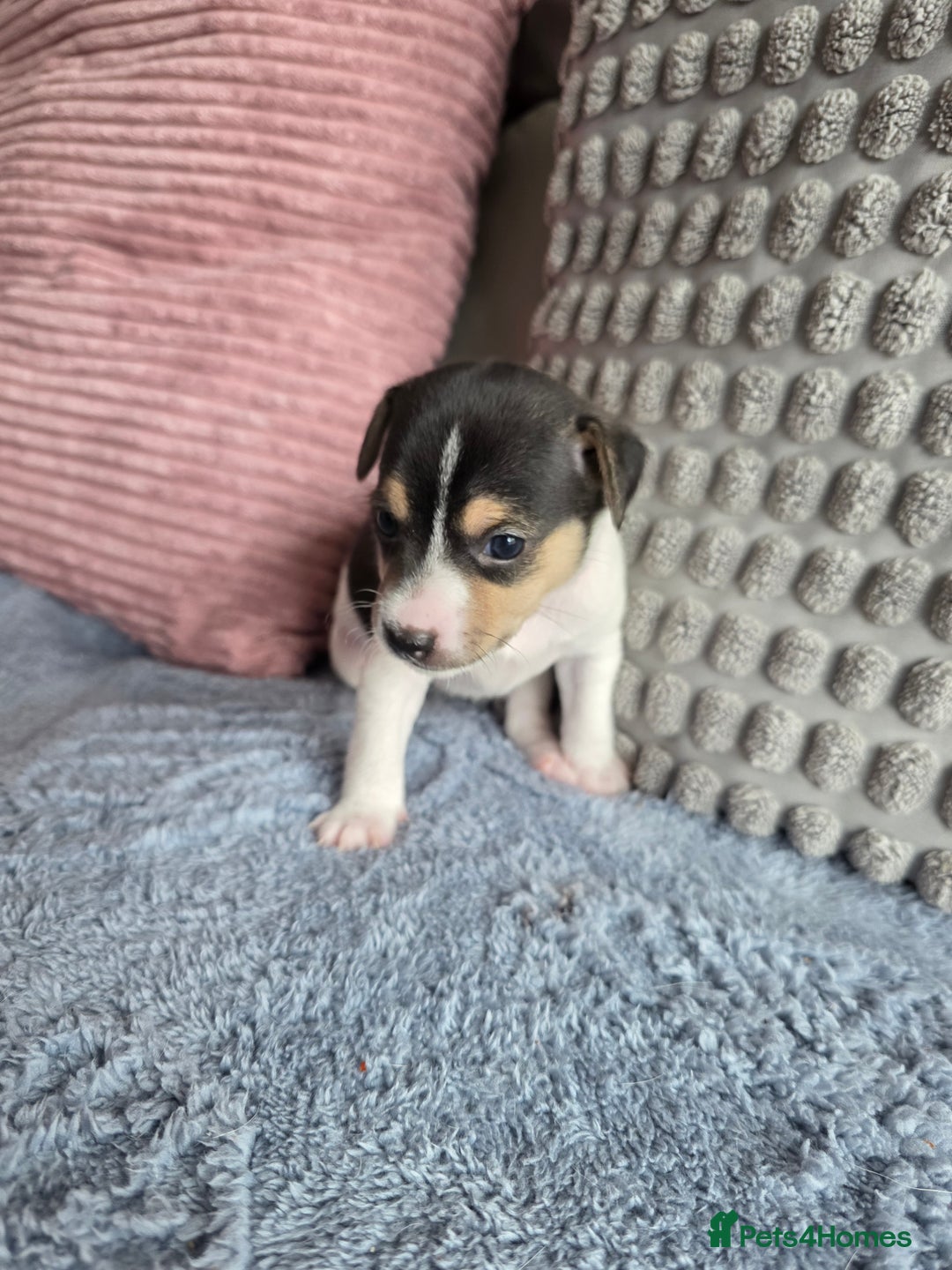 Jack Russell dogs for sale: Jack russell puppies - Image 15