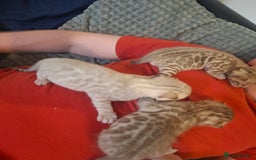 Bengal cats for sale: Beautiful bengal kittens  - Image 19
