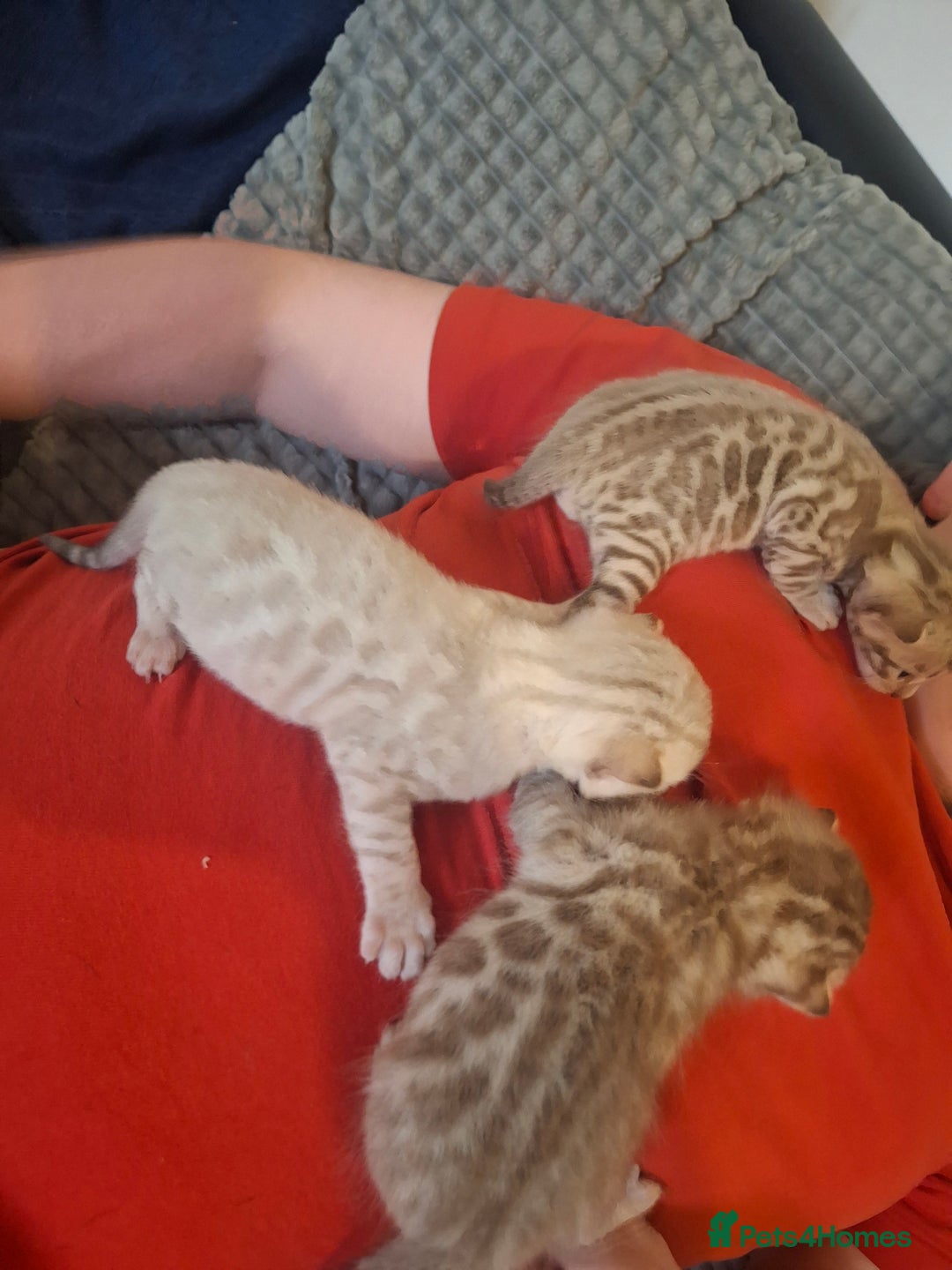 Bengal cats for sale: Beautiful bengal kittens  - Image 19
