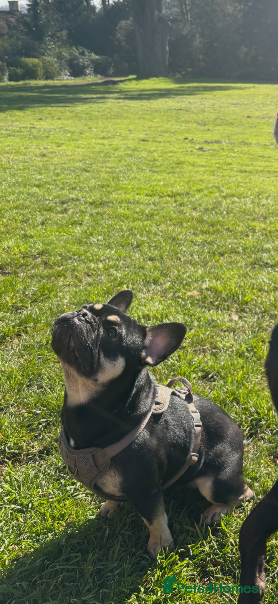 French Bulldog dogs for sale: Exceptional French Bulldog Puppies in Bristol - Advert 25