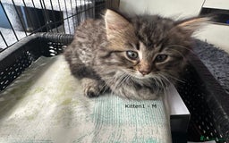 British Longhair cats for sale: Gorgeous Long Hair Tabby's - Ready 25/10/25 - Image 6
