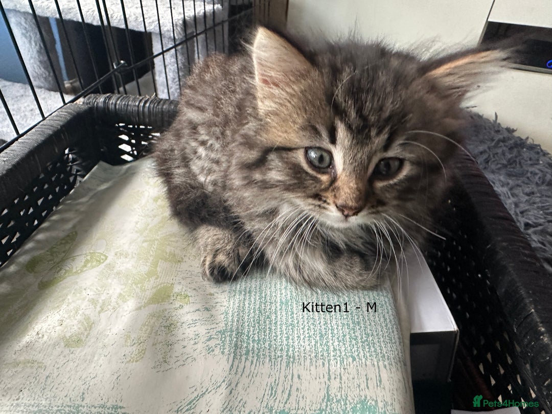 British Longhair cats for sale: Gorgeous Long Hair Tabby's - Ready 25/10/25 - Image 6