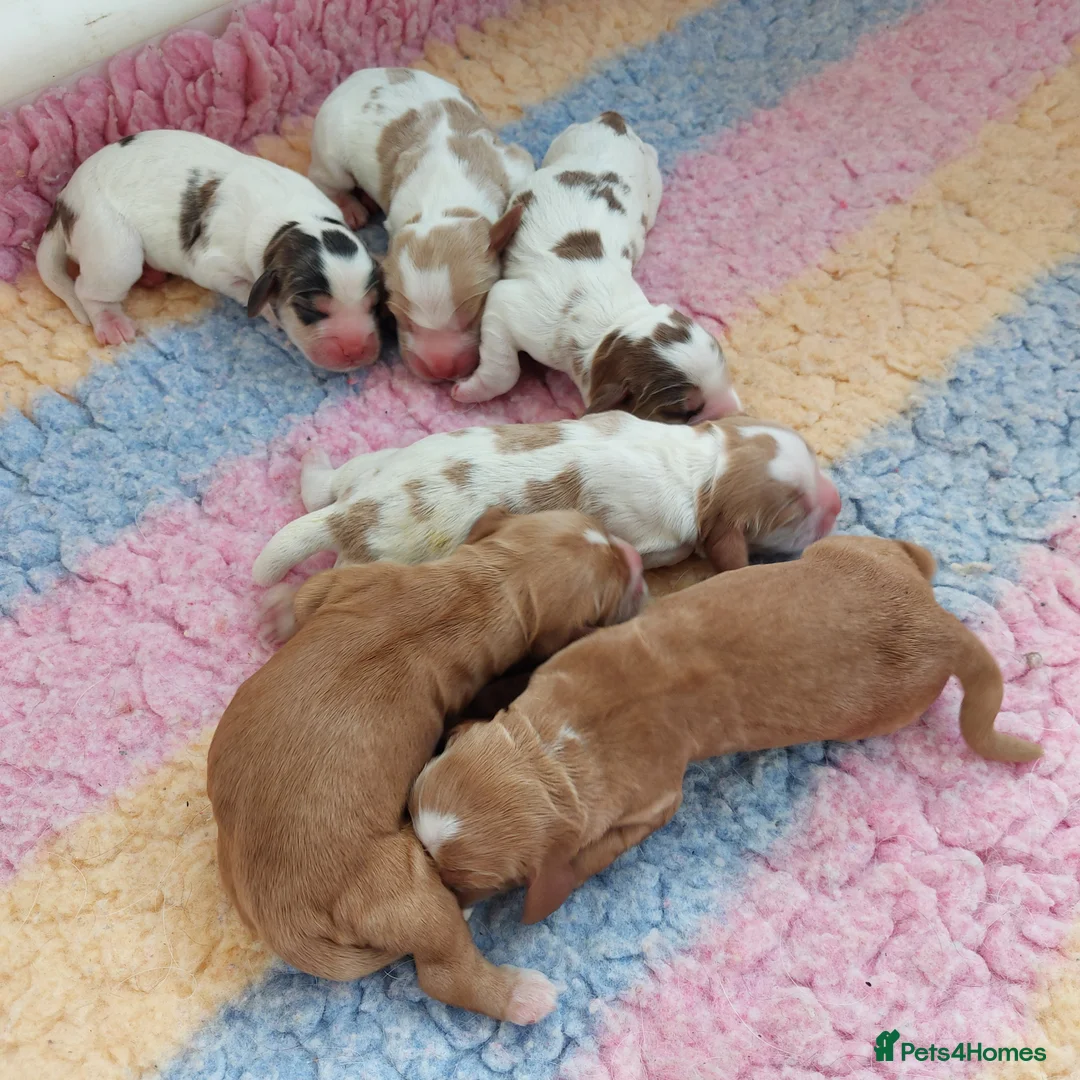 Cocker Spaniel dogs for sale: Beautiful kc registered show cocker spaniels  - Advert 9