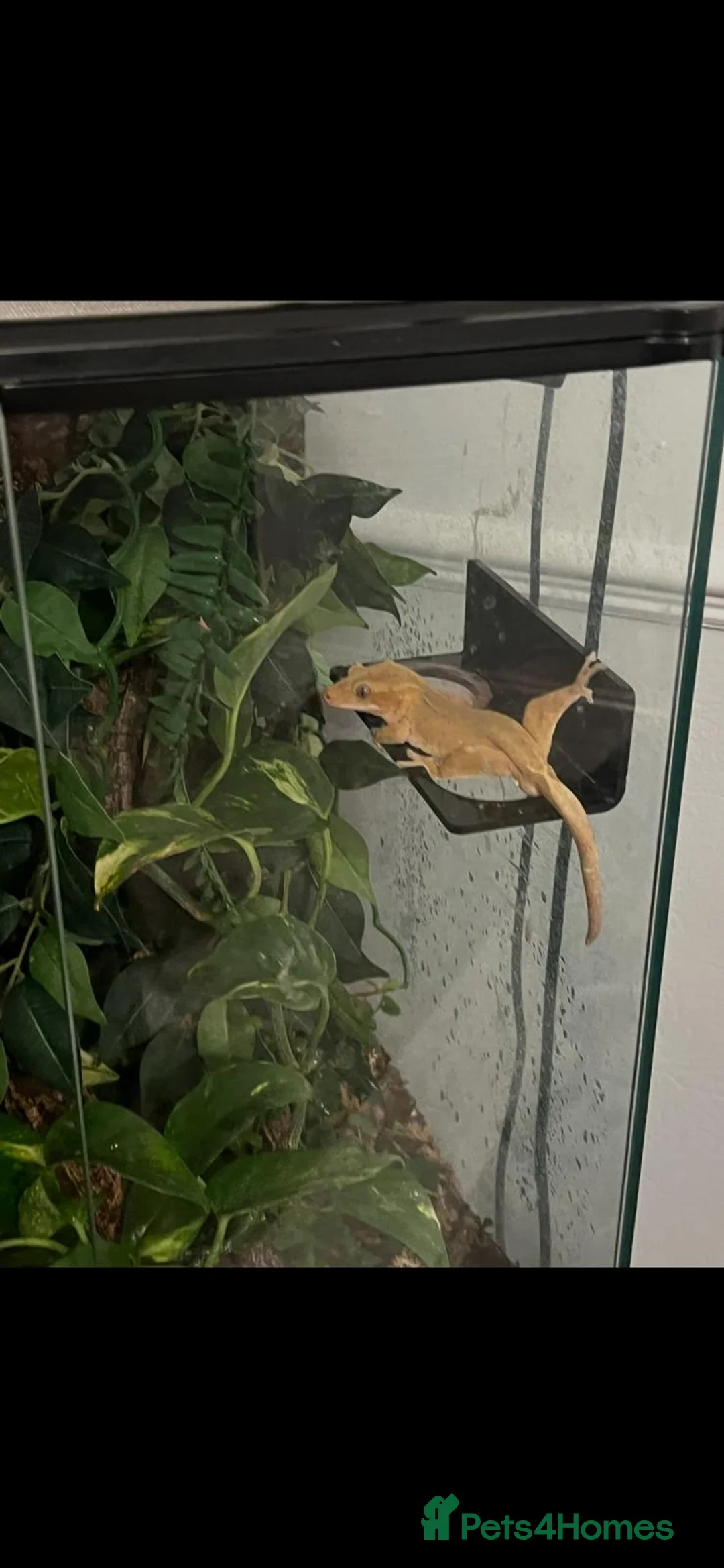 Gecko reptiles for sale: Creasted gecko  in Farnborough - Advert 1