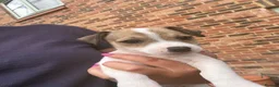 Jack Russell dogs for sale: Jack Russell Boys  in York - Advert 3
