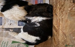 Mixed Breed dogs for sale: St Berdoodle ( St Bernard x Standard poodle) - Image 8