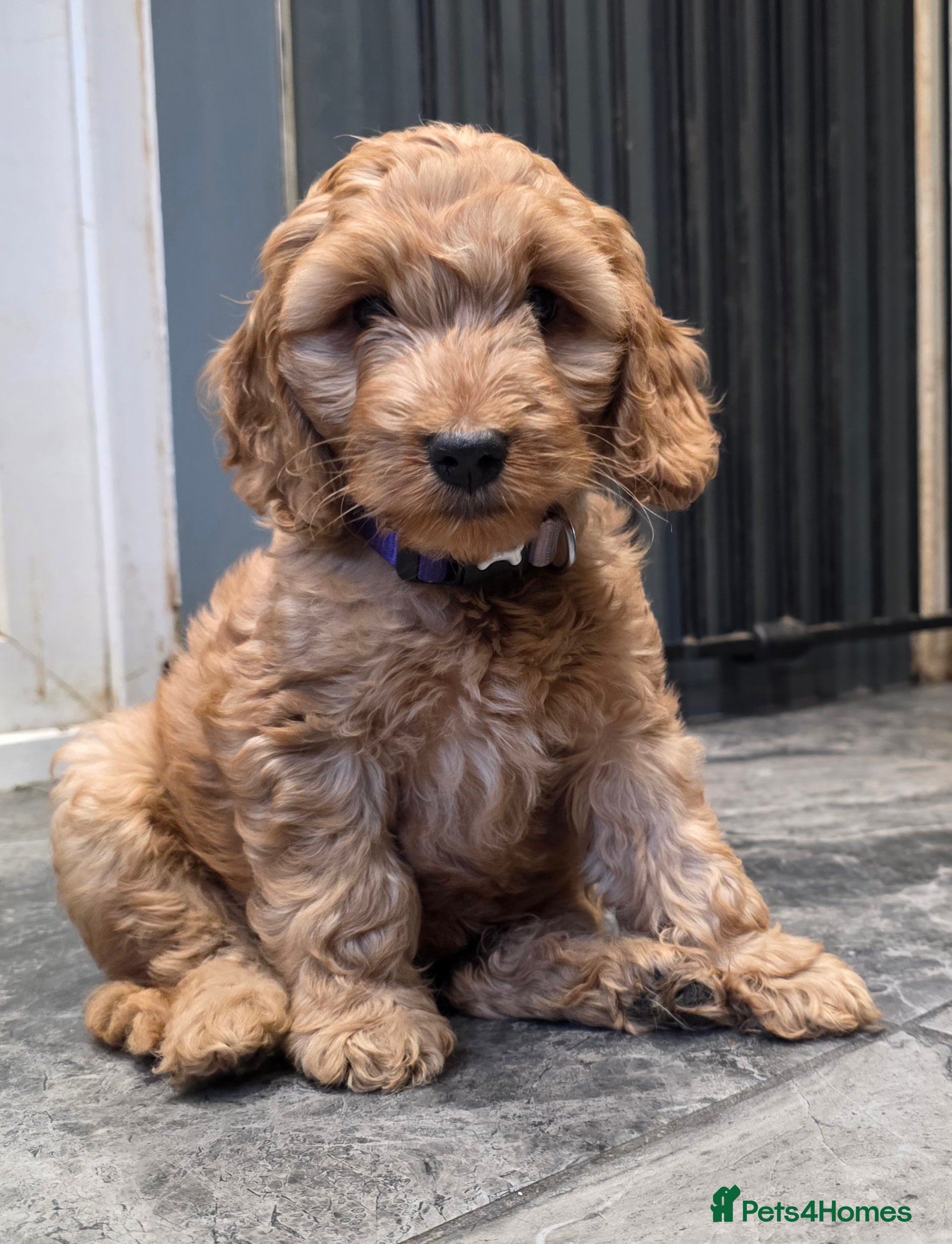 Cockapoo dogs Beautiful F1 Cockapoo Puppies - Advert 3