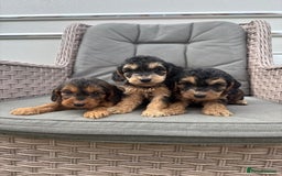 Cockapoo dogs for sale: F1 Cockapoos puppies (council licensed breeder) - Image 5