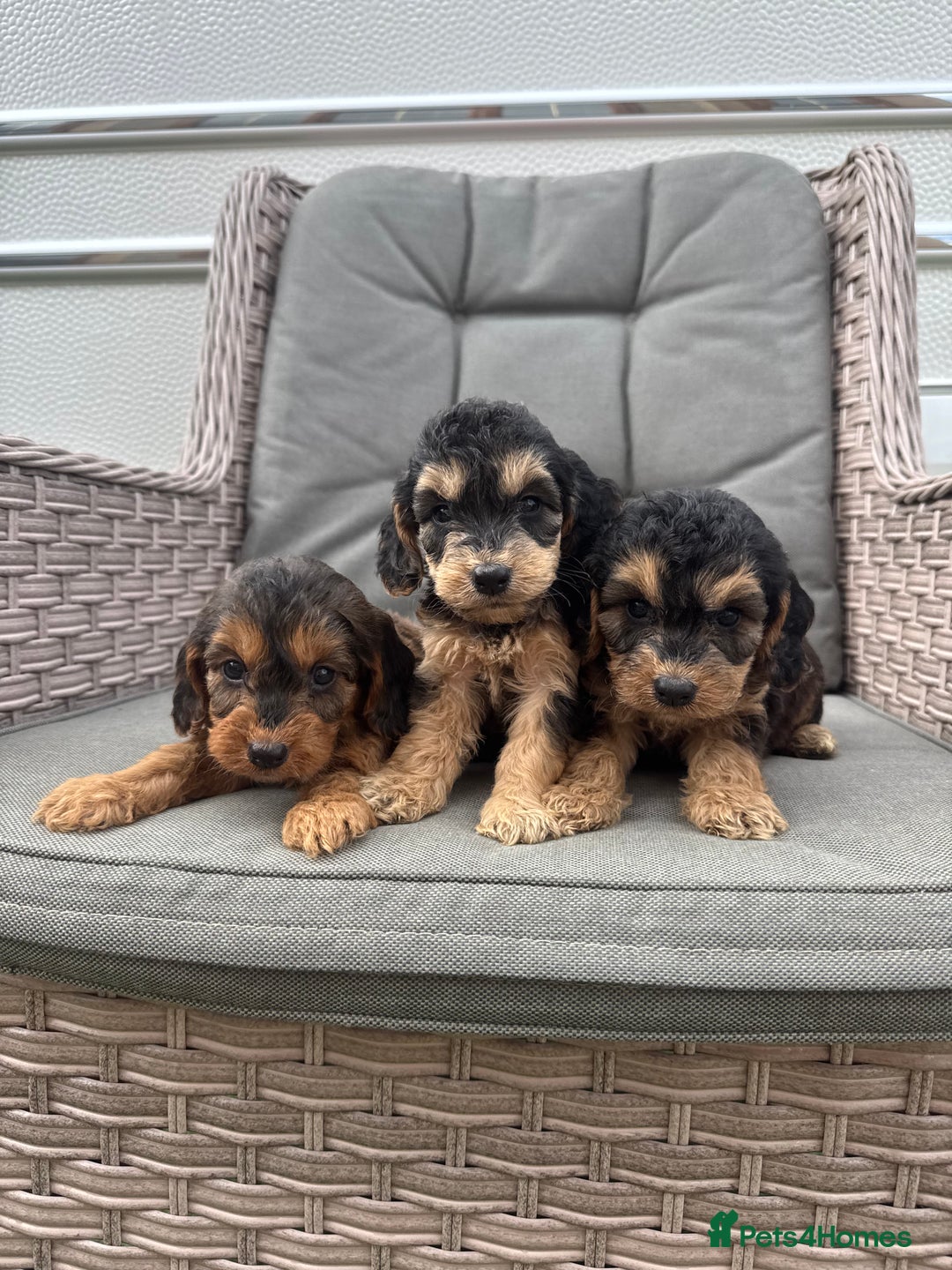 Cockapoo dogs for sale: F1 Cockapoos puppies (council licensed breeder) - Image 5