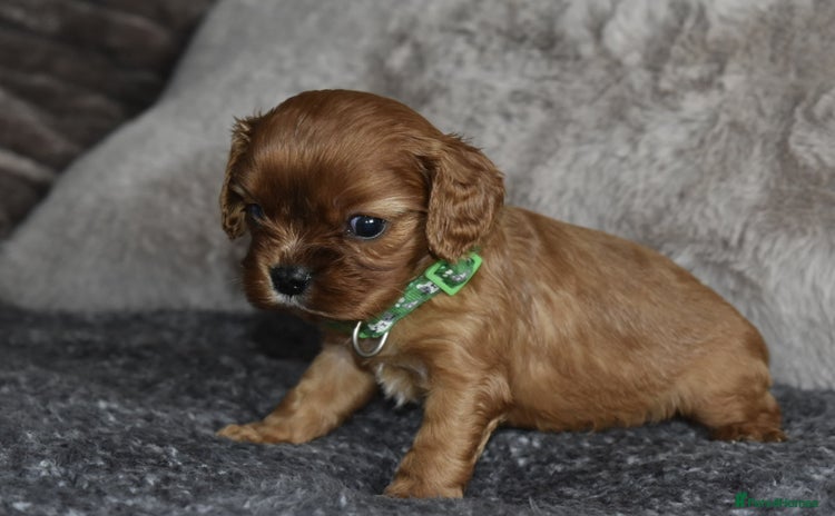 Cavalier King Charles Spaniel dogs - Advert 3
