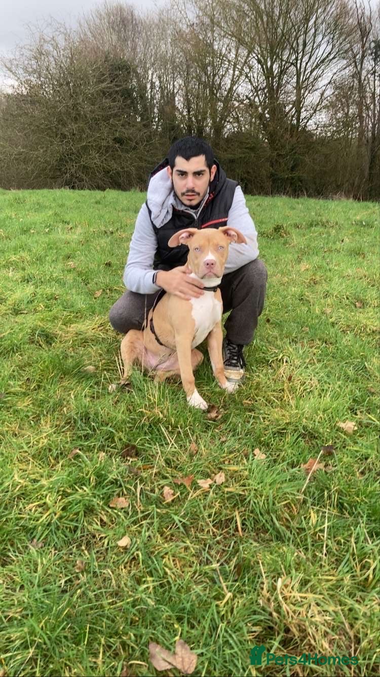 American Bull Staffy dogs Here I have a female Stafford terrier - Advert 1