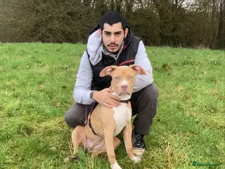 American Bull Staffy dogs Here I have a female Stafford terrier - Advert 1